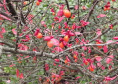 2009/11/10　岡山県立森林公園　雨にうたれながらも、みごとに果実が真っ赤に燃え盛り開いていた。