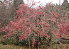 2009/11/10　岡山県立森林公園　みごとに果実が開いていた。