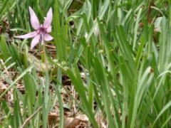 2010/3/28　真庭市佐引にて　キツネノカミソリの葉。カタクリの花が咲いている頃に、キツネノカミソリの葉が勢いを増している。地元の方によるとキツネノカミソリが旺盛に繁殖しておりカタクリの花が少なくなってきたという。