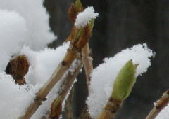 2009/2/17　雪降る中でアジサイの新芽はしっかりと芽吹いている。