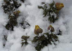 2009/2/17　苫田郡鏡野町　雪の中で、しっかり芽吹いている。