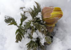 2009/2/17　苫田郡鏡野町　雪の中で、しっかり芽吹いている。