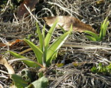 久米郡美咲町小山　2009/3/17