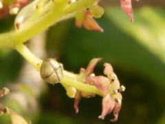 雄株の花