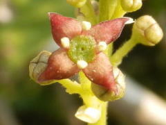 雄株の花