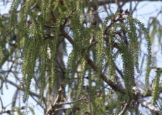 ヤマナラシの若い果実　穂状の雌花序