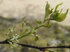 2011/4/13　雄花が開花