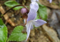 距が太く短い。距（きょ）=植物の花びらや萼(がく)の付け根にある突起部分。内部に蜜腺(みっせん)をもつ。オダマキ、スミレの花びら、ヒエンソウの萼などにみられる。