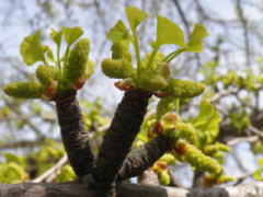 雄花序　2011/4/21　福山市丸之内