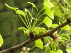 雄花序　2011/4/21　福山市丸之内