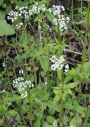 2009/4/28　苫田郡鏡野町土生　花の付いた茎の間の細いものが走出枝です。