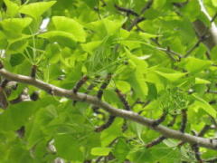 銀杏になる雌花　2011/5/4　福山市内海町