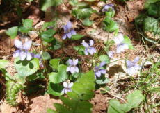 苫田郡鏡野町羽出　2008/5/12　花は薄紫色をしているのに陽が当たっていると、カメラで写すと白っぽくなってしまった。傘で日陰など創らないといけないね