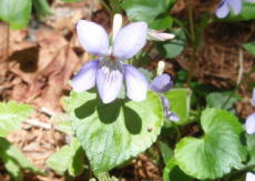 苫田郡鏡野町羽出　2008/5/12　花は薄紫色をしているのに陽が当たっていると、カメラで写すと白っぽくなってしまった。傘で日陰など創らないといけないね