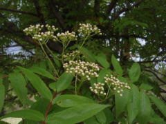 2008/5/14　苫田郡鏡野町上齋原　恩原高原