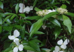 真っ白なコガクウツギ　2008/5/23　美咲町小山で写す