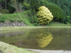 2011/5/27 8:30　田植え前の田んぼに張られた水面に黄緑色の若葉が映っていた。