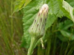 花が終わり総苞片が元に戻った頭花