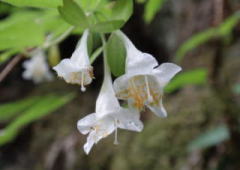 花冠の花弁ところに軟毛が生えている。