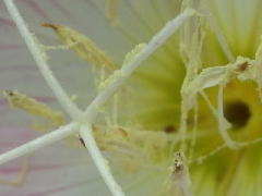 2012/5/31　雄蕊の葯から蜘蛛の糸ようなものに絡み雌蕊の柱頭にまとわりつき受粉していくのかな。