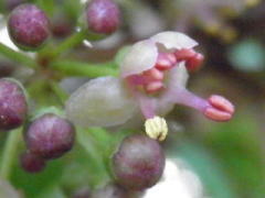 2010/5/31　雄花。雄しべが長く、花弁は開く時から反り返っていくようです。