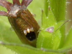 2011/6/9　左の茶色の果実が開放花、右が閉鎖花