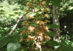 2008/6/13　岡山県立森林公園