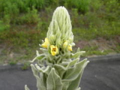 花は間を開けて咲き、花茎が徐々に伸長し、びっしりと果実が付いている。