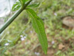 茎の上部付近の葉の裏面