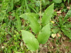 久米郡美咲町小山　2008/7/24　成長し始めた頃は立っていたのだろうが、山の法面に倒れて生えていました。