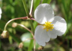 これは、雄花です。