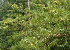 2008/9/11　苫田郡鏡野町　苫田ダム湖