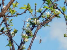 2011/9/15　若葉が芽吹き、白い花が咲きはじめた。