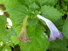 2010/9/19　花が終わりに近づくと花冠が抜け落ちる。咲いてから７日間ぐらいで花は枯れるようだ。