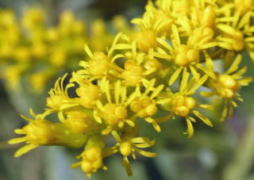 セイタカアワダチソウの花のズームアップ写真