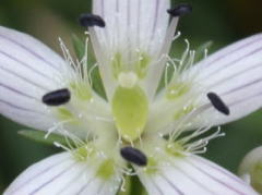 裂片の基部に毛の生えた緑色の蜜腺溝がある。