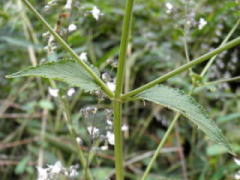 角がはっきりとした四角い茎