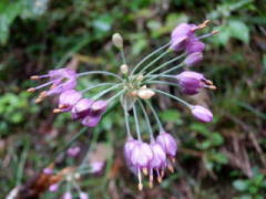 2011/10/23 ヤマラッキョウが紫色の花を開花させていた。