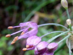 2011/10/23 ヤマラッキョウが紫色の花を開花させていた。