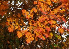 2008/11/4　鳥取理県東伯郡三朝町大谷にて写す。実際の紅葉は素晴らしいですよ。