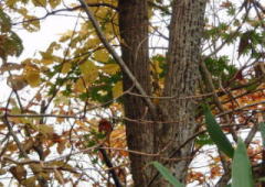 2008/11/4　鳥取理県東伯郡三朝町大谷にて写す。若木の樹皮は瓜の肌のようですね。