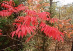 2008/11/28　福山市木之庄町　真っ赤に紅葉していた。