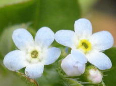 キュウリグサの花