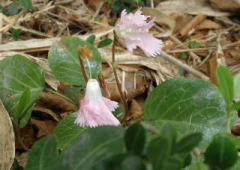 2009/5/7　今まさに開こうとしている花　雄蕊ごと落ちようとしている花。散る花　咲く花　いずれ散る花